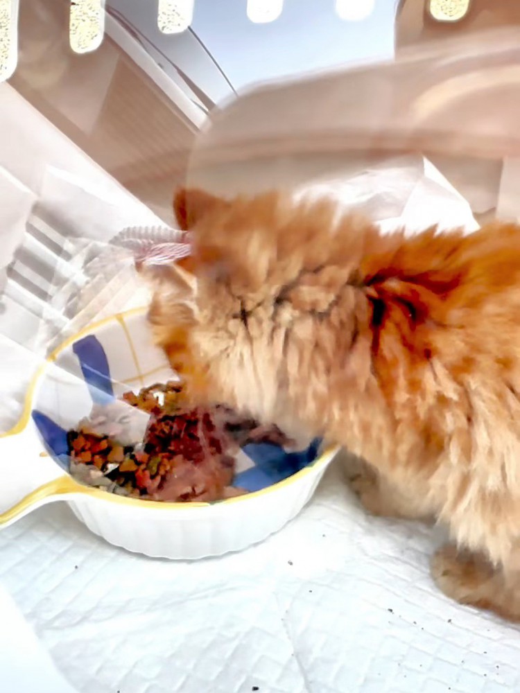 ごはんを食べる子猫