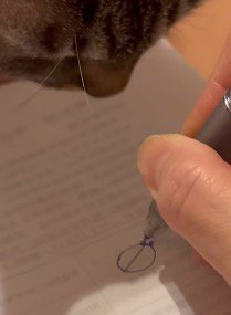 ノートに描かれた丸いものを見つめる猫