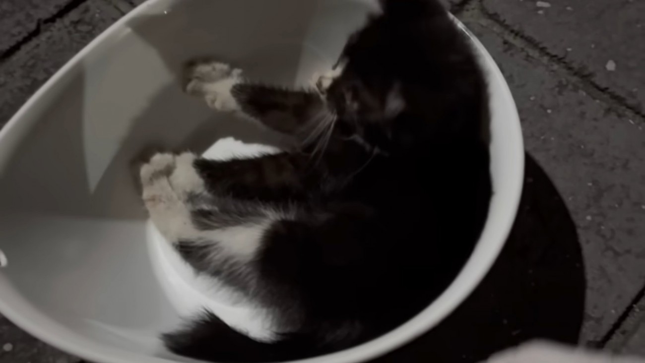 ボウルの中にいる子猫