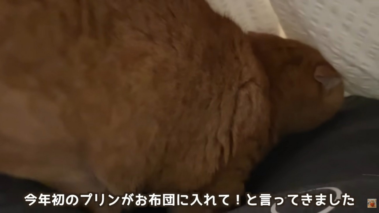 テロップ「今年初の～」