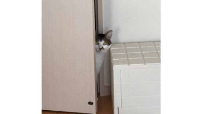 室内にいる猫
