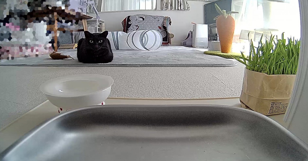 飼い主が起動したペットカメラの映像