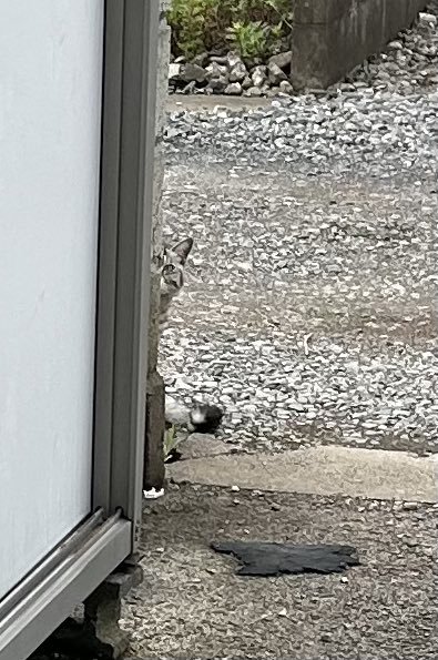 顔を半分出して見ている猫