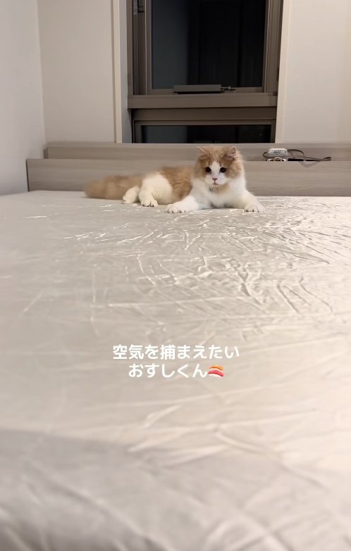 伏せをしたまま上半身を捻ってカメラのやや斜め下を見つめる猫（尻尾下向き）