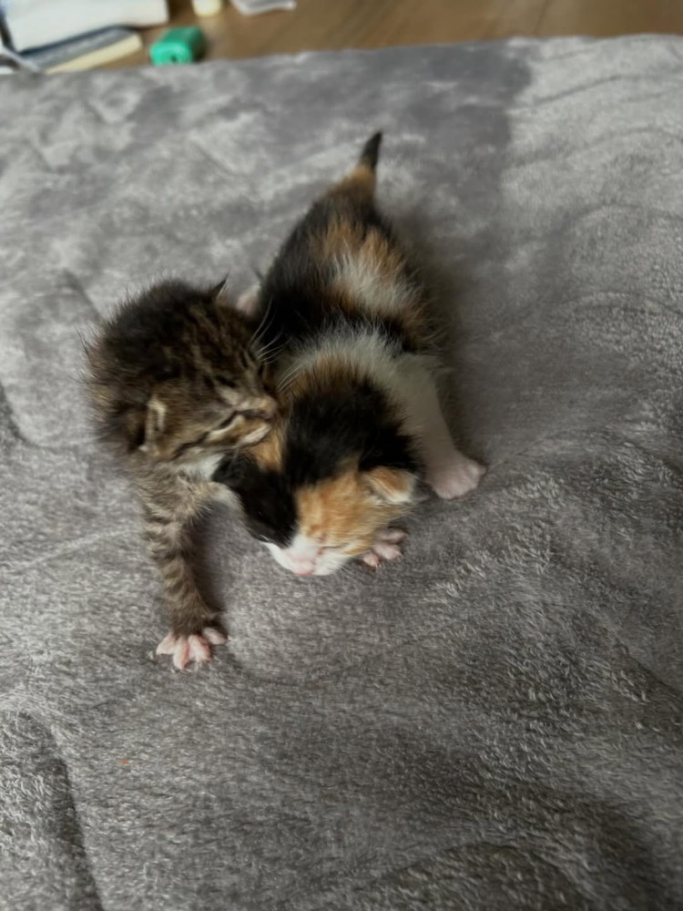 寄り添う2匹の子猫