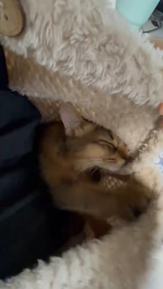 着る毛布を前足で掴む猫