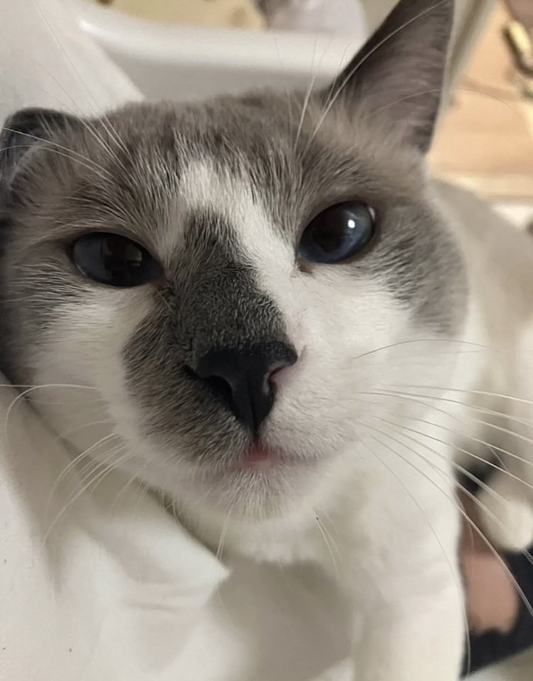 カメラ目線でくつろぐ白グレー猫