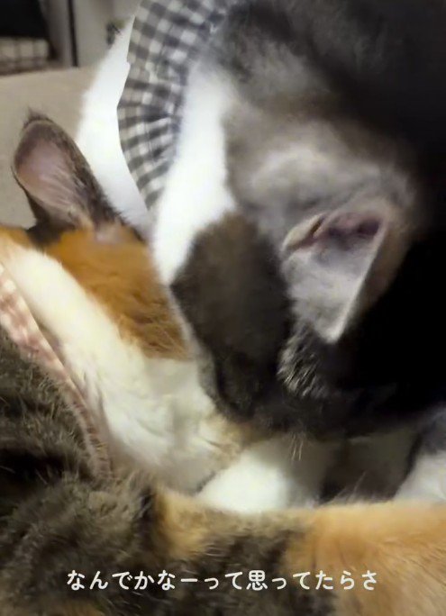 猫に毛づくろいをしている猫