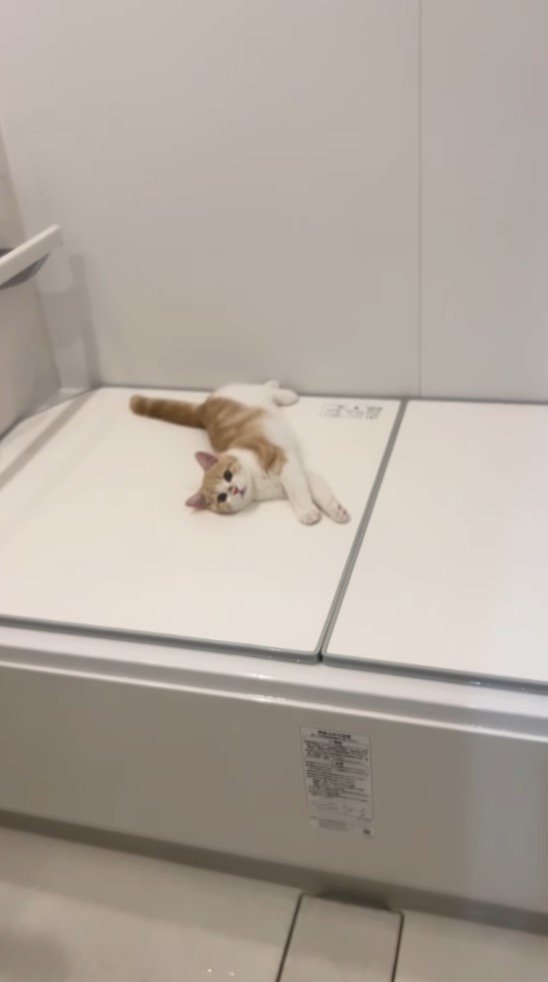 浴室に子猫の様子を見にやってきた女性