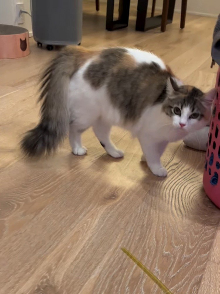 しっぽを膨らませて下げている猫
