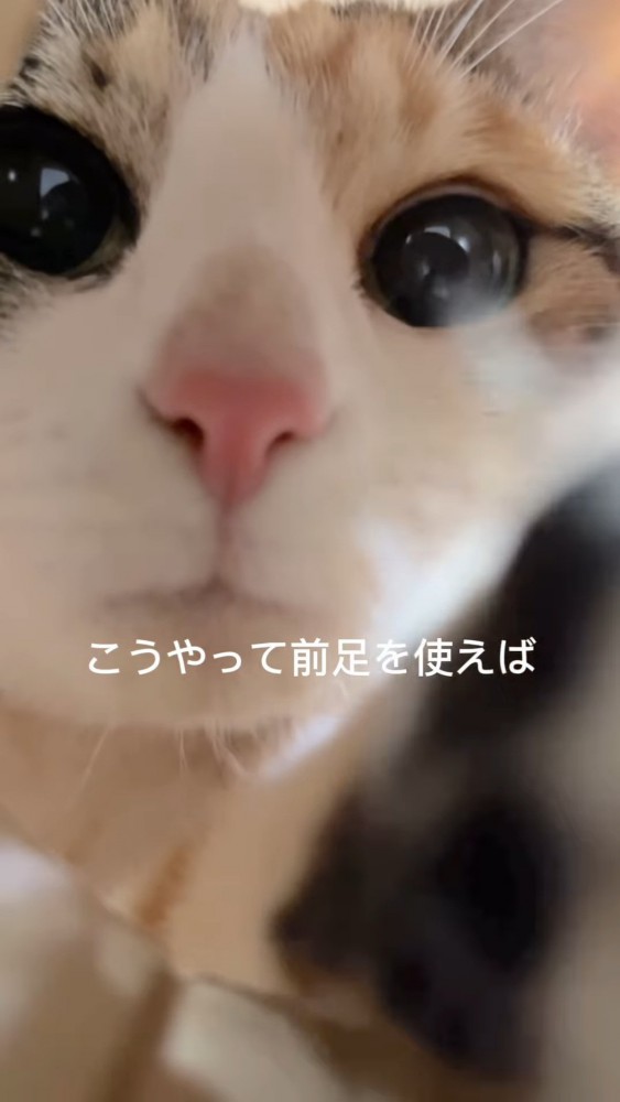 目を丸くして前足を伸ばす猫