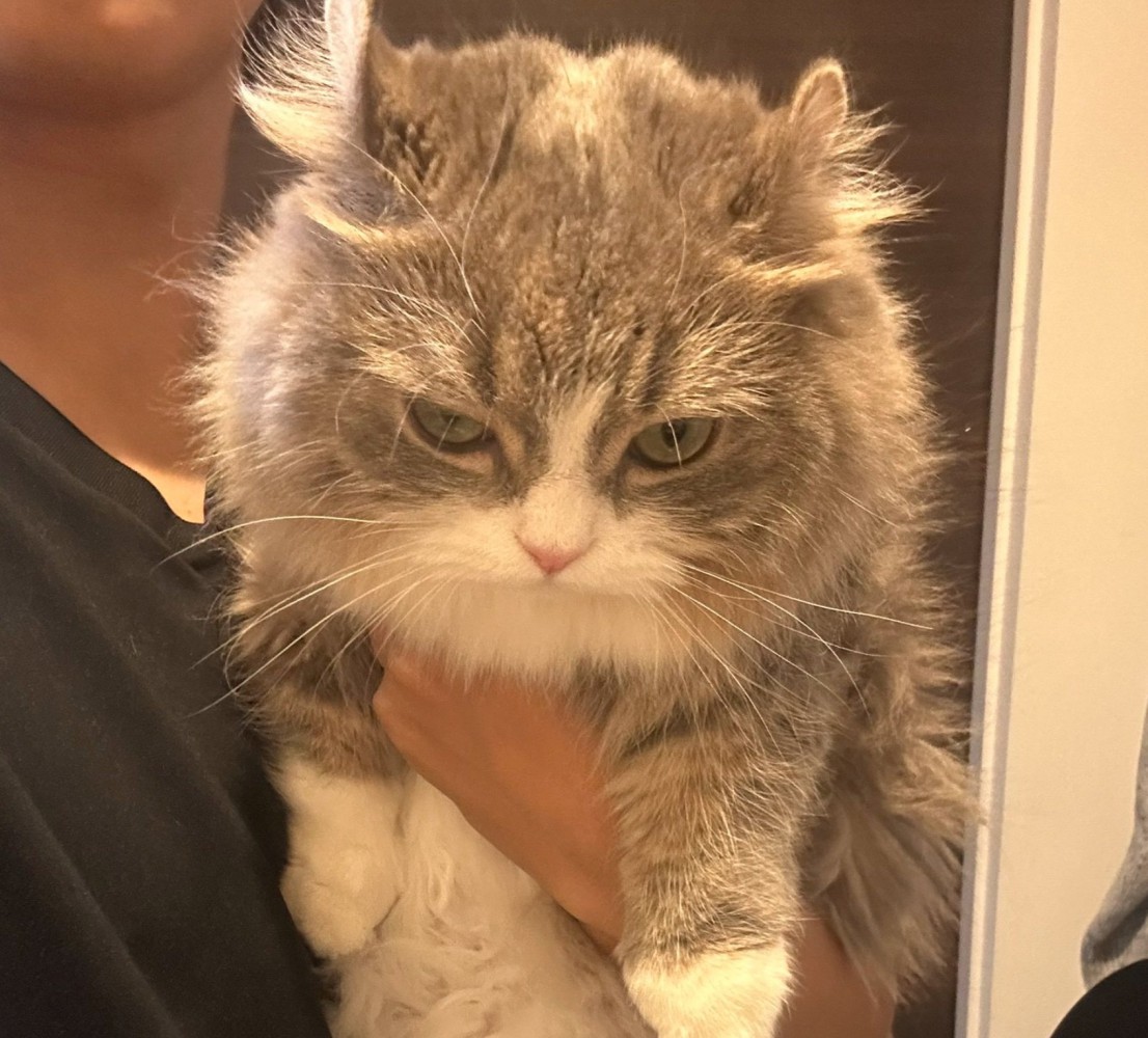 少し俯き気味の猫