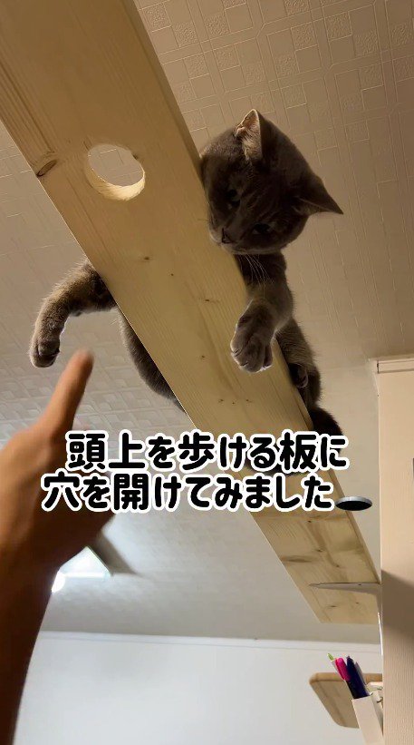 穴の空いたキャットウォークに乗る猫
