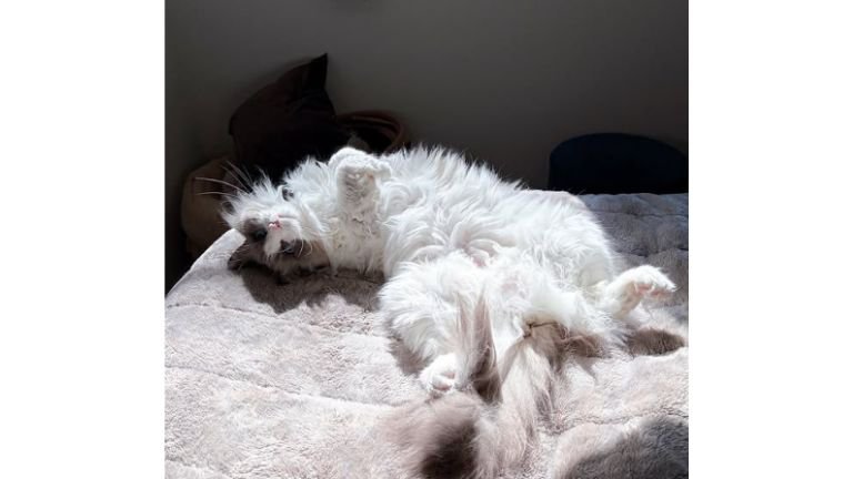 寝転がる猫