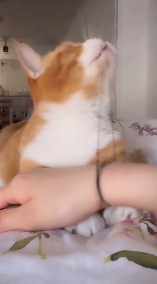 口に咥えていた髪ゴムを放す猫