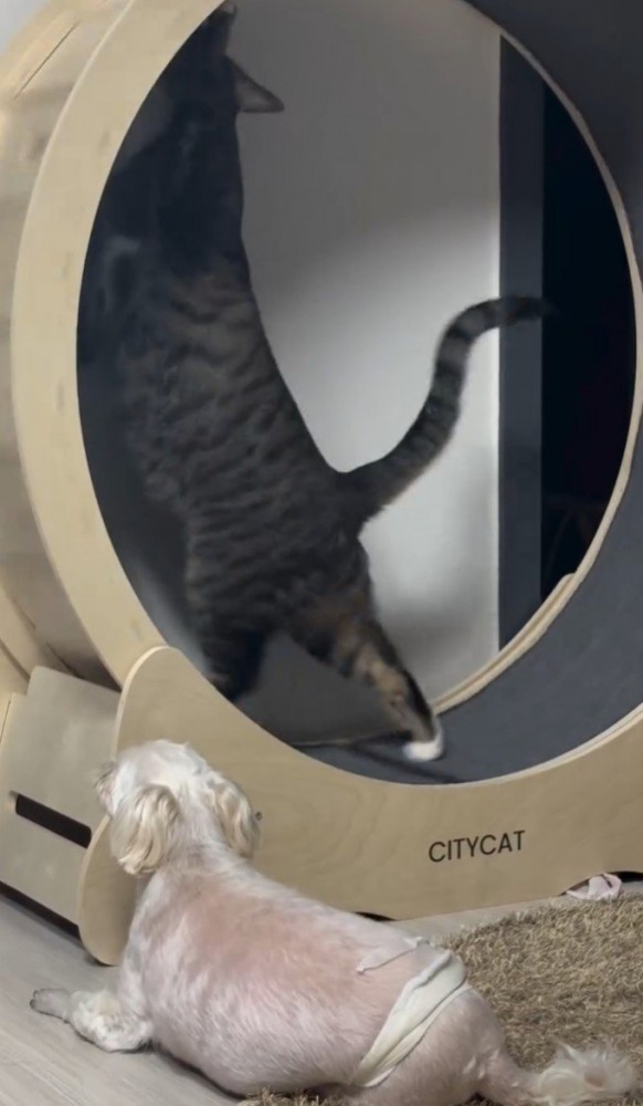 立ち上がる猫