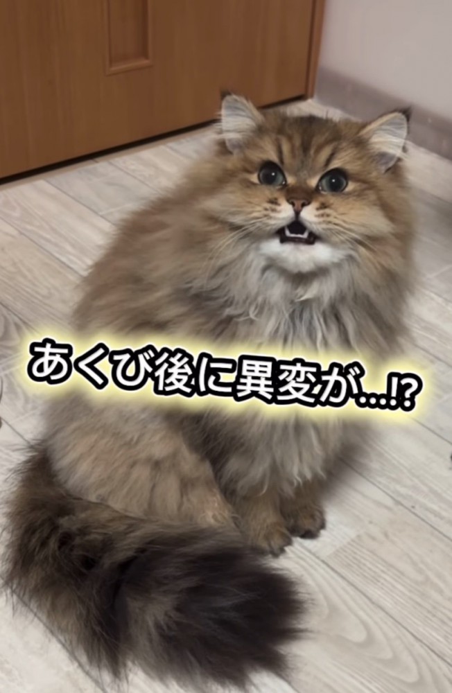 元の表情のぷんちゃん