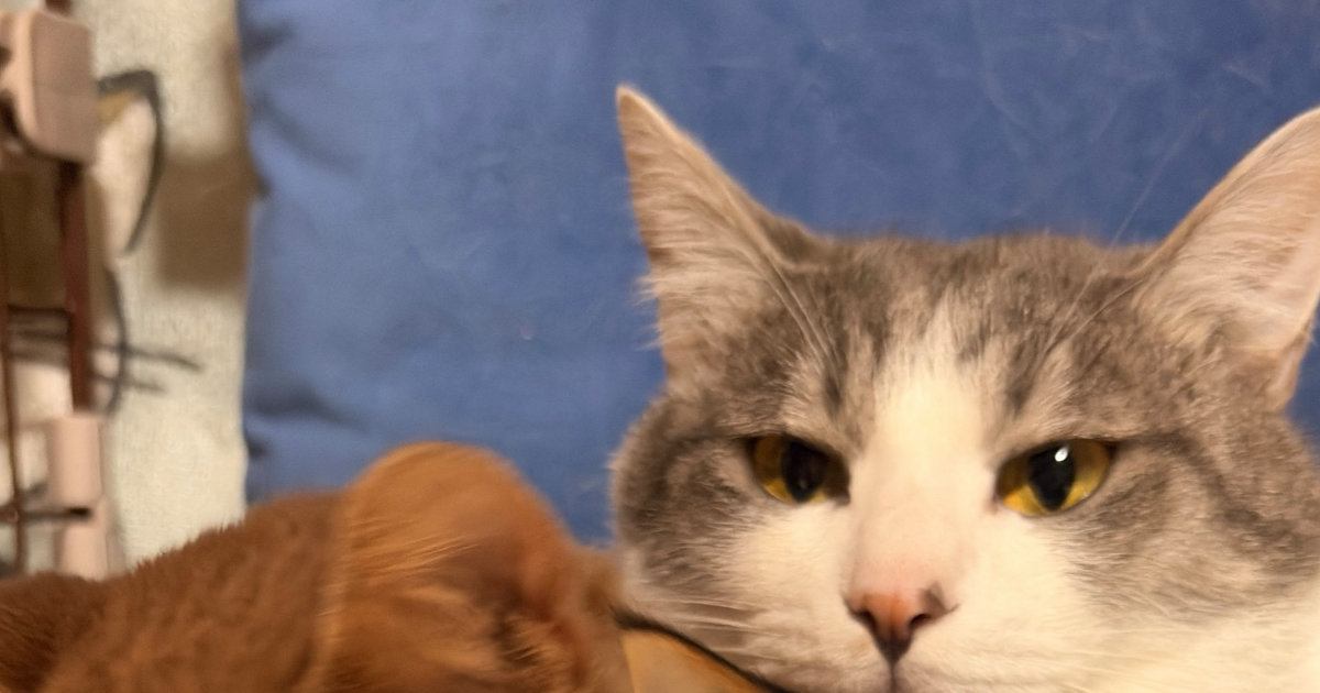 ペットベッドでくつろぐ猫