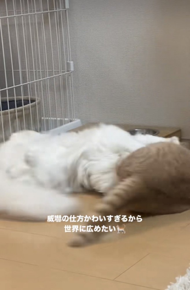 ケンカするマンチカンとミヌエット