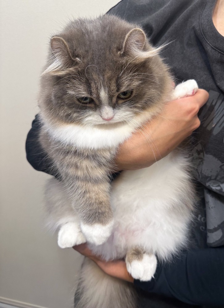 抱っこされる猫