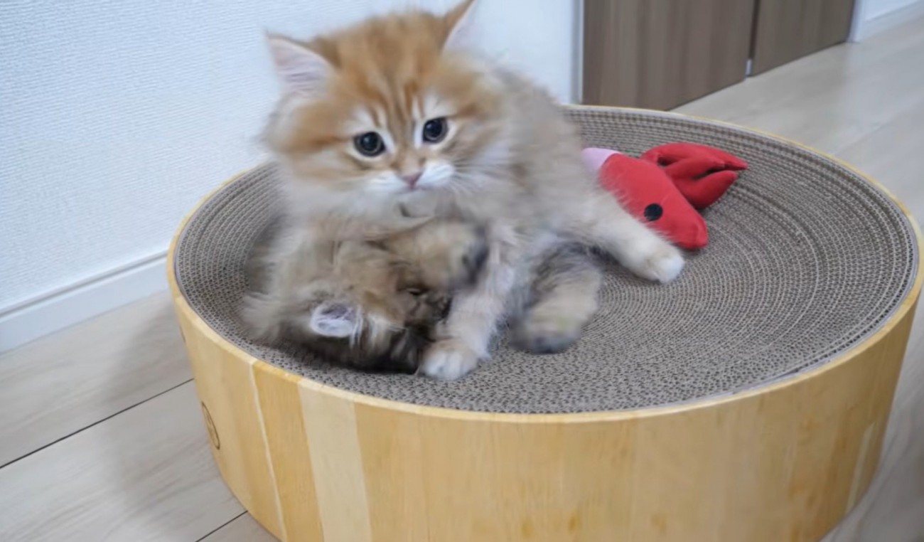 襲ってる猫