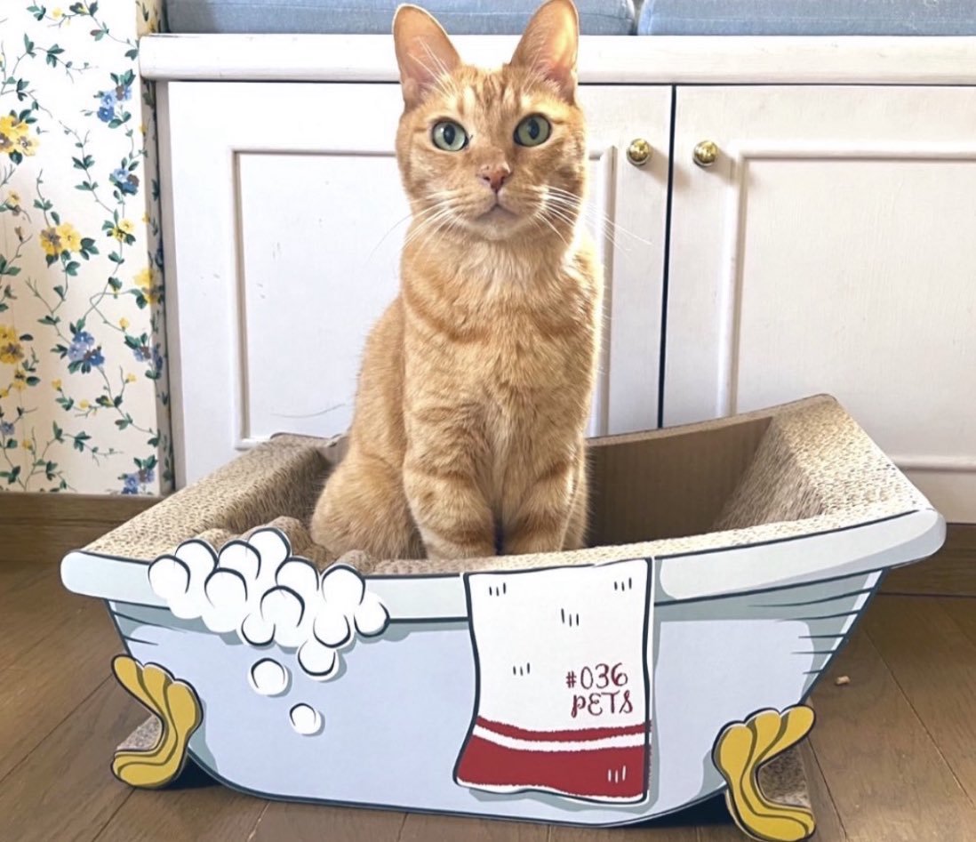 爪とぎに座る猫