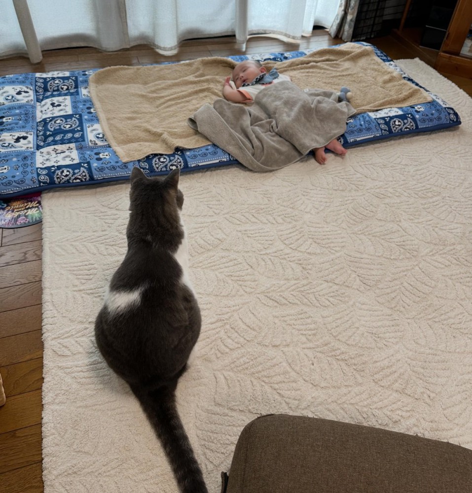 赤ちゃんを見守る猫