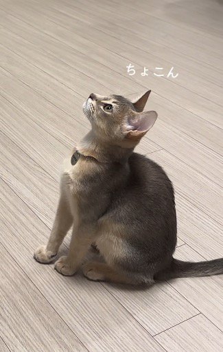 飼い主の合図でお座りをする猫