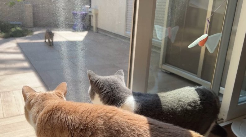 窓の外を見る2匹の猫
