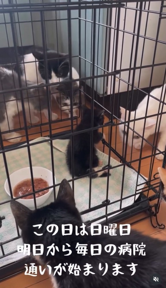 柵に前足をかける子猫