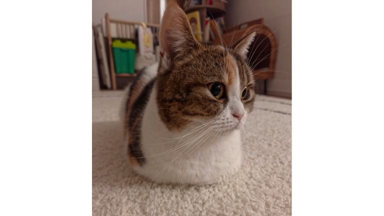 室内にいる猫