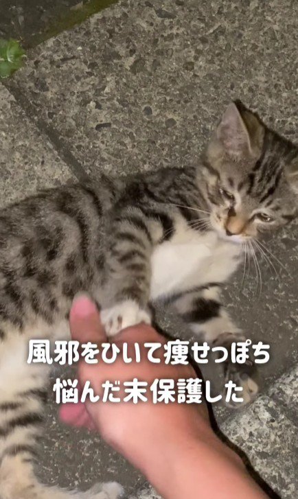 路上の猫
