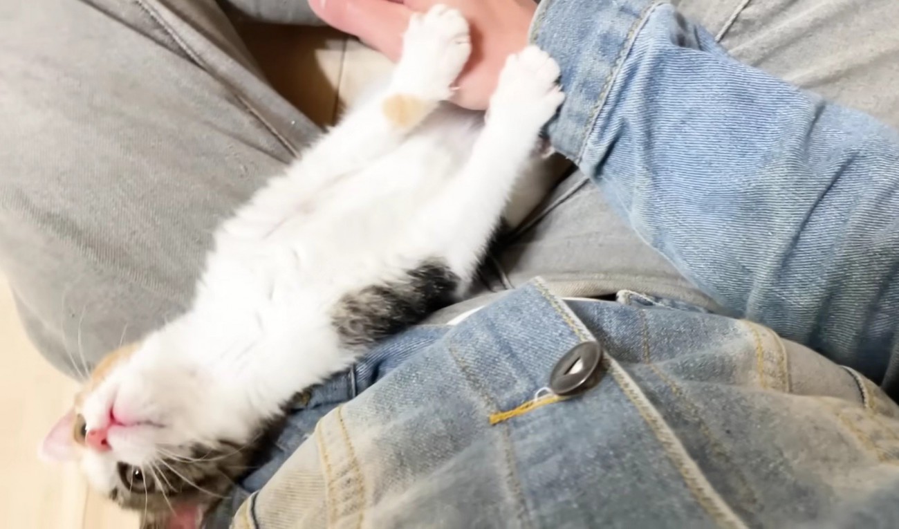 飼い主さんの腕を押す三毛さん