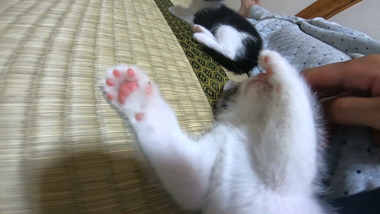 肉球