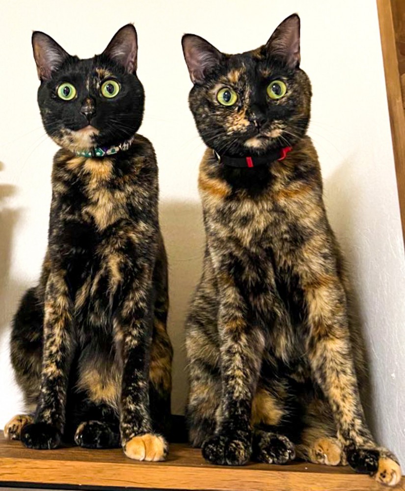 そっくりな2匹の猫