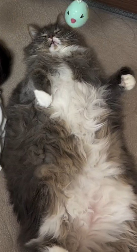 ベッドに仰向けになって目を細める猫