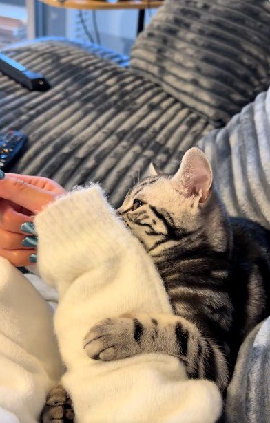 人の腕に抱き着いている猫