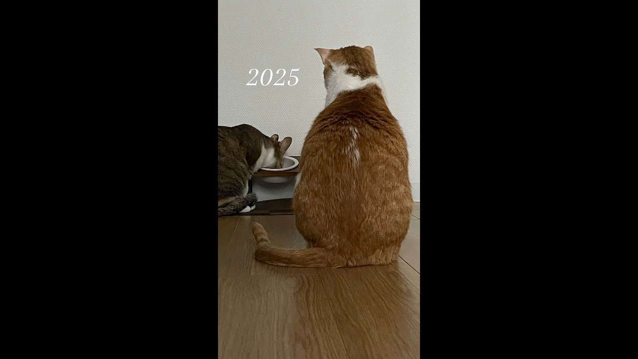 斜め前を見つめる後ろ姿