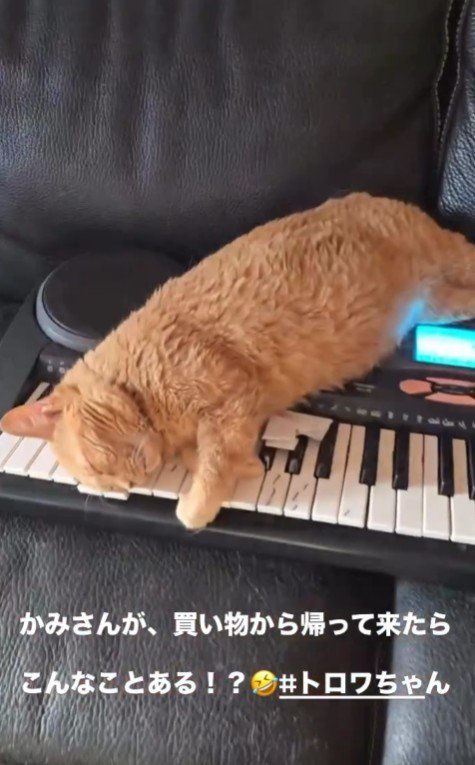 ソファで寝る猫