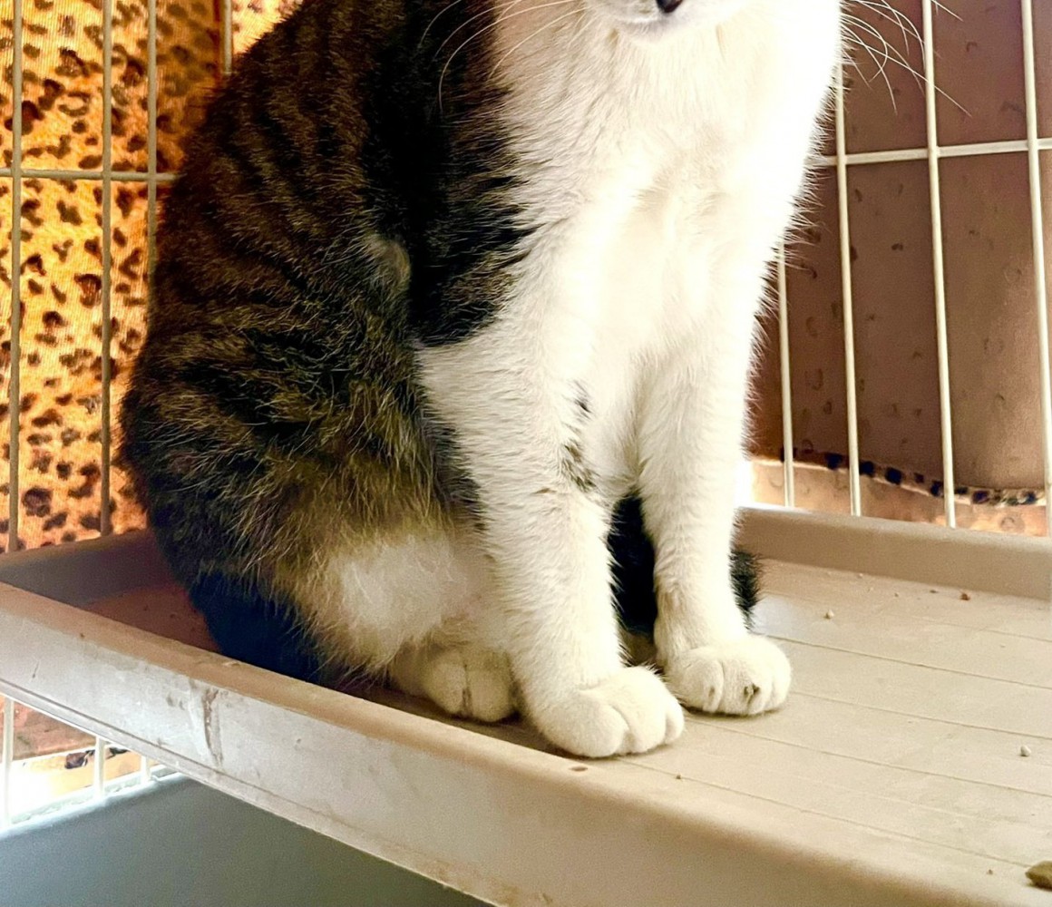 ふっくらした猫の体