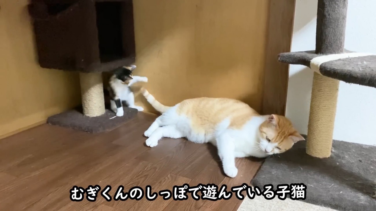 成猫のしっぽで遊ぶ子猫