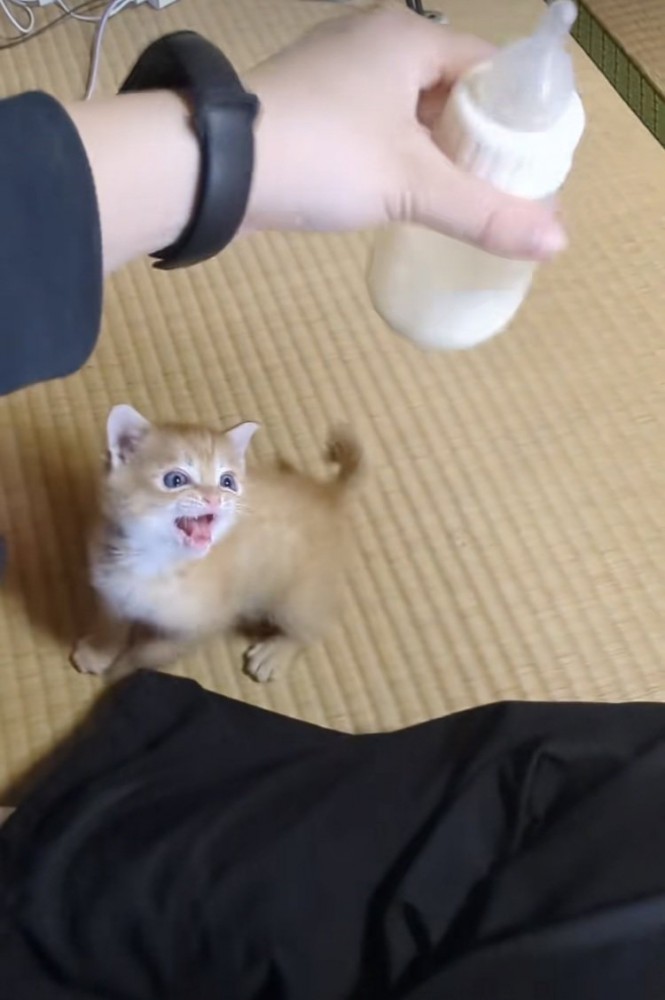 ママが冷ますミルクを追い掛ける赤ちゃん猫