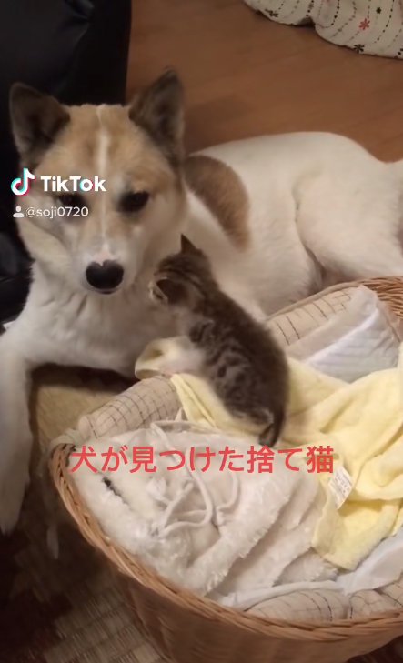 カゴの中にいる子猫の近くで伏せをしている犬