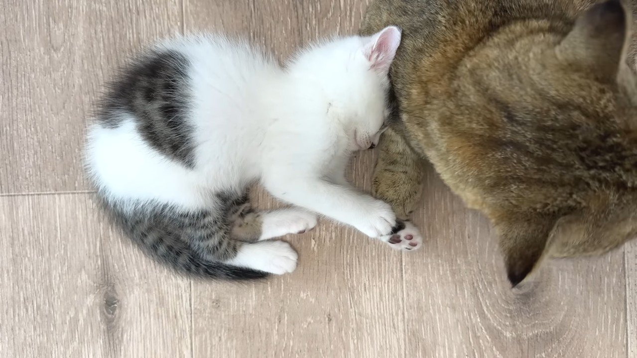 横向きで眠る坊っちゃん