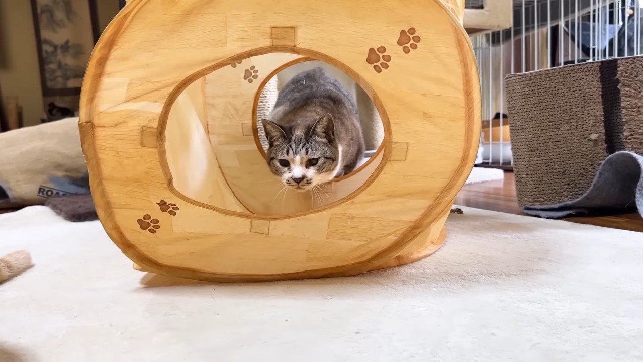 狙うリノちゃん