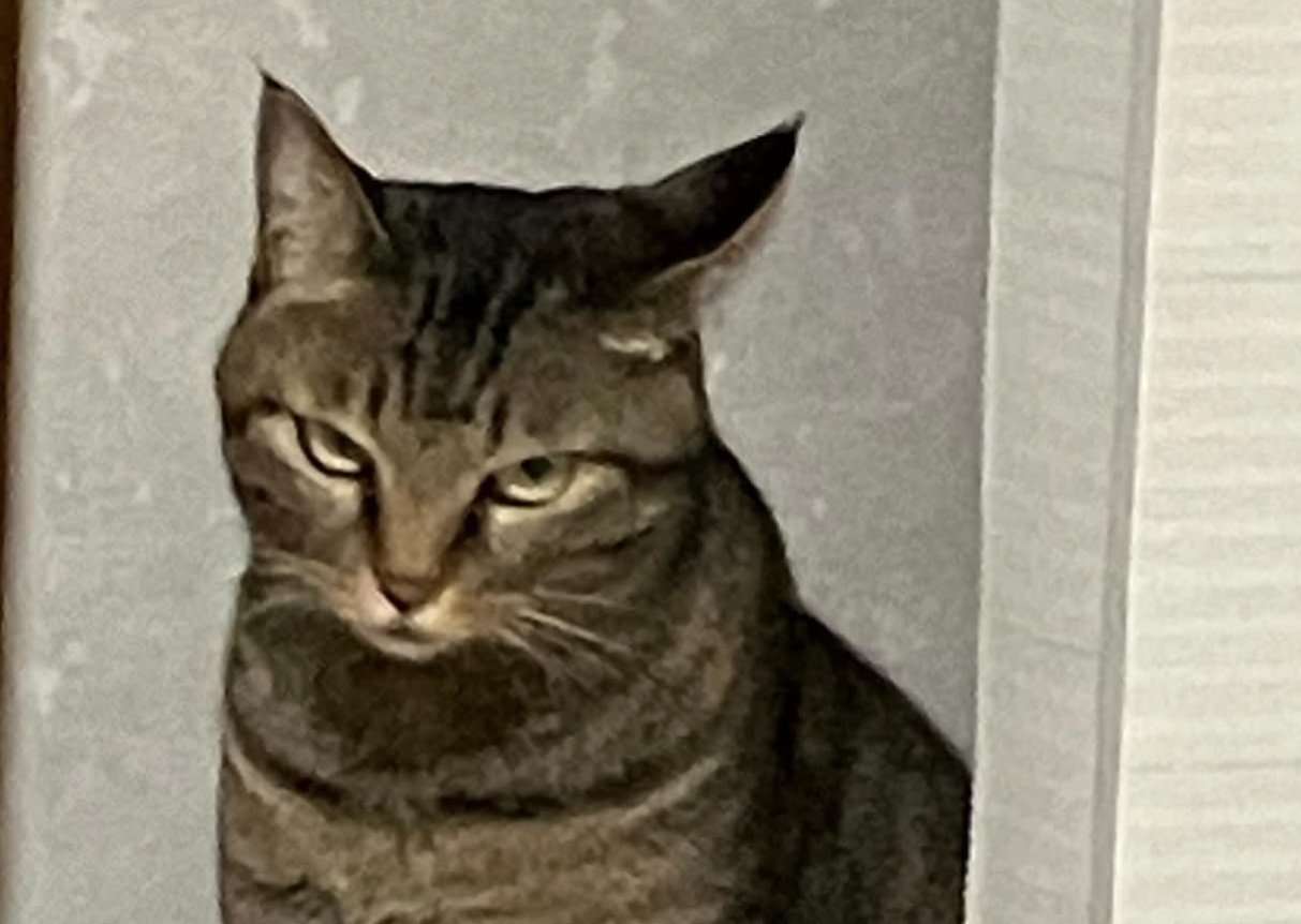 睨みつける猫の顔