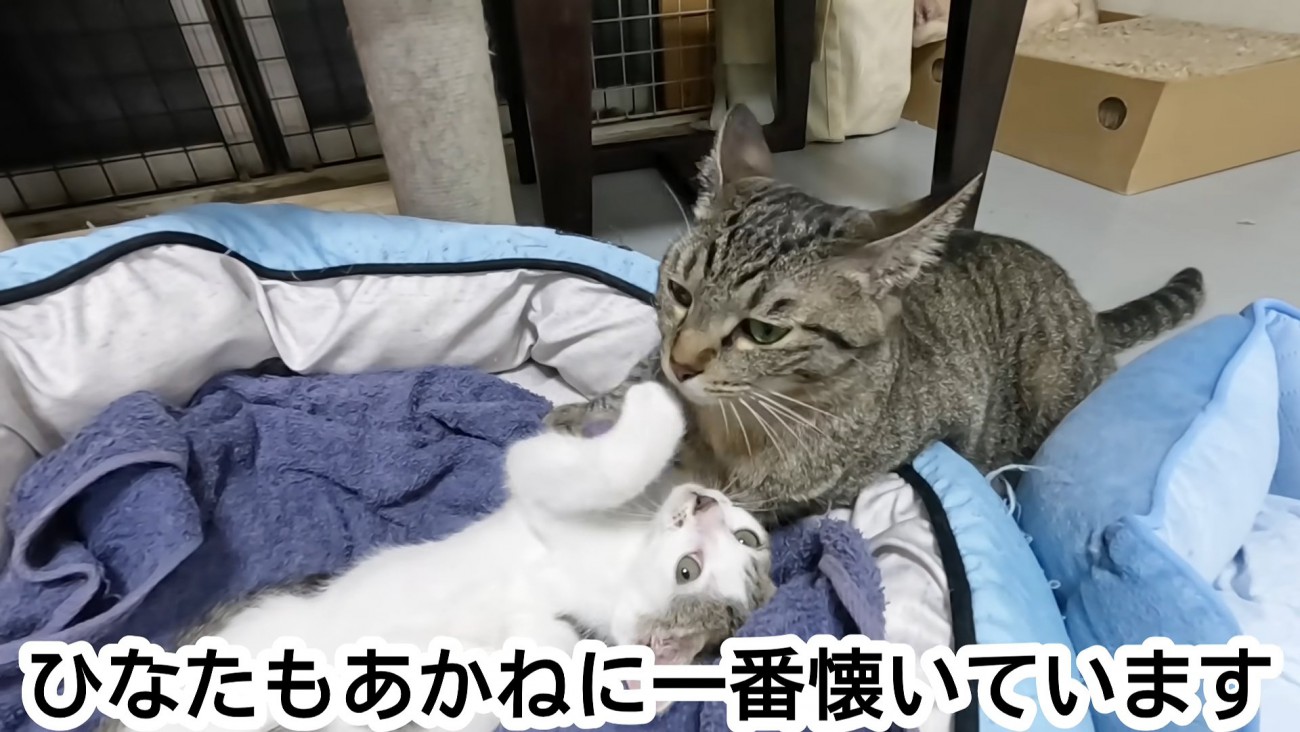 キジトラ猫と子猫
