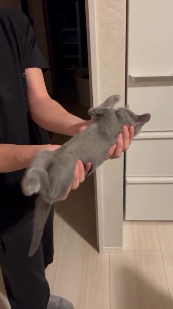 四肢を体にくっつける子猫