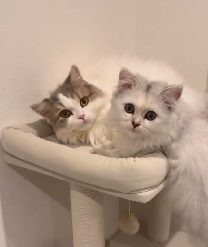 こちらを見つめる猫2匹