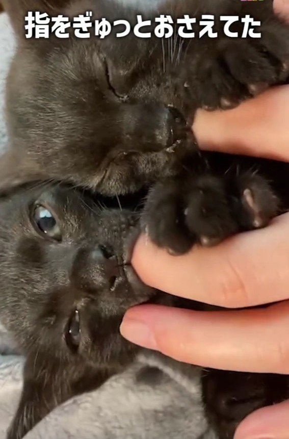 指をつかむ2匹の猫